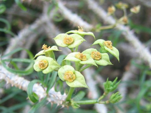 Euphorbia rossii