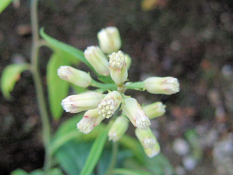 Syneilesis palmata