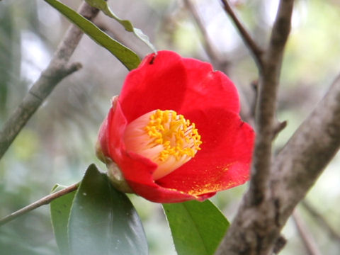 Camelliaはどんな植物 Weblio辞書