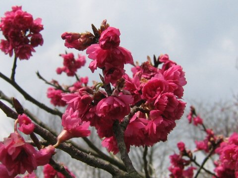 八重緋寒桜はどんな植物 わかりやすく解説 Weblio辞書