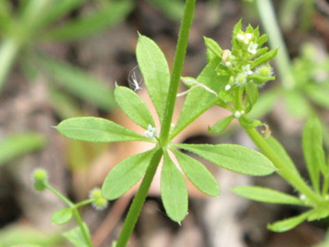 Galium spurium var. echinospermon