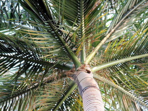 八重山椰子