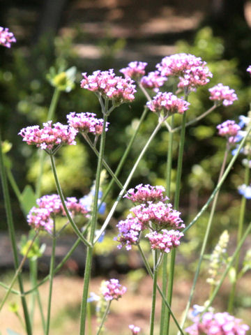 Verbena bonariensis