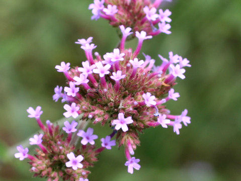 Verbena bonariensis