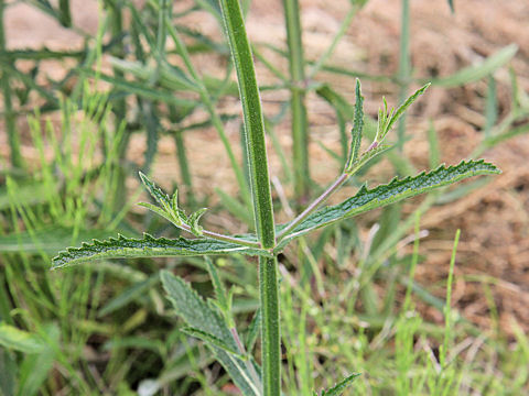 Verbena bonariensis