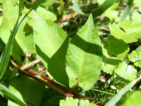 Persicaria nipponensis