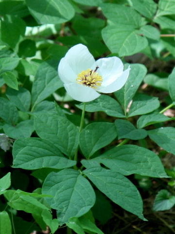 Paeonia Japonica ヤマシャクヤク はどんな植物 Weblio辞書