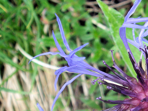 Centaurea montana