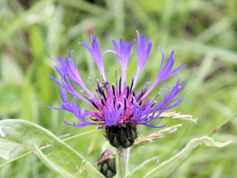 Centaurea montana