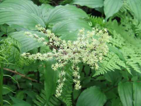 Smilacina hondoensis