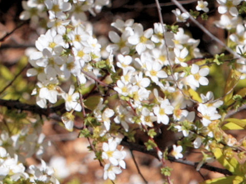 Spiraea thunbergii