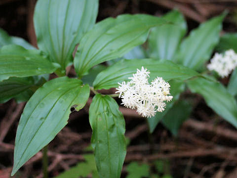 Smilacina japonica