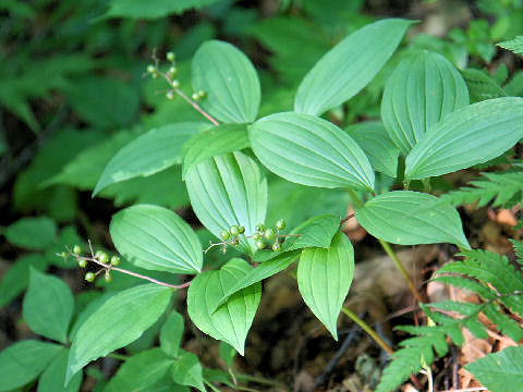 Smilacina japonica