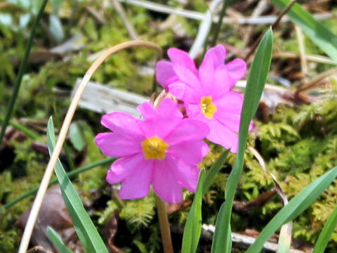 雪割小桜