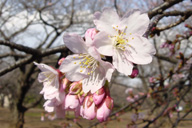大寒桜はどんな桜 わかりやすく解説 Weblio辞書