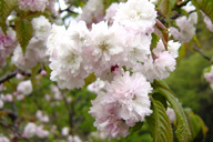 雛菊桜