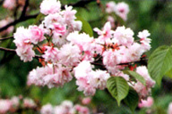 極楽寺桜