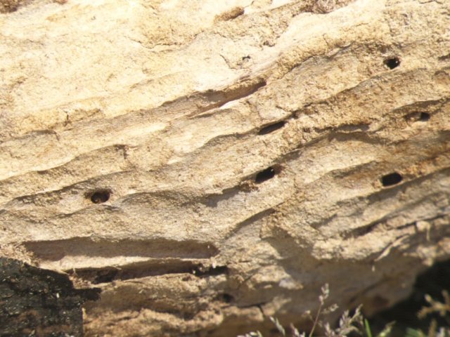 アオスジカミキリ幼虫食害痕