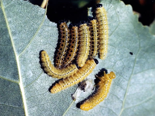 ポプラハバチ幼虫