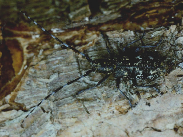 カラフトヒゲナガカミキリ雌成虫
