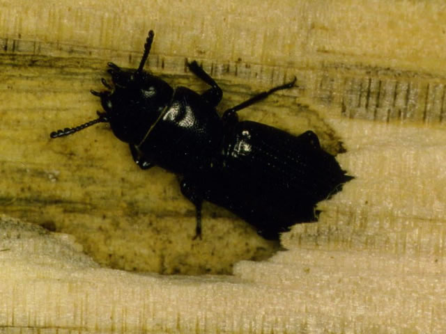 マツノマダラカミキリ蛹室内のオオコクヌスト成虫