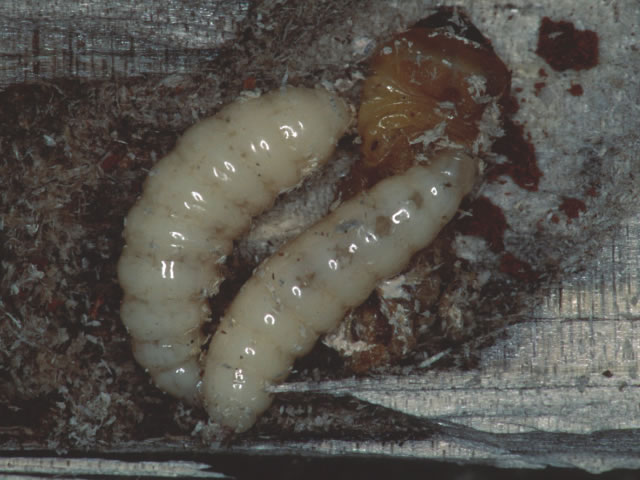 サビマダラオオホソカタムシ幼虫