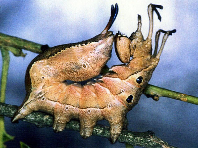 クヌギ上のチャチホコガ幼虫