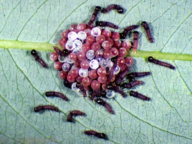 セグロシャチホコ孵化直後の幼虫