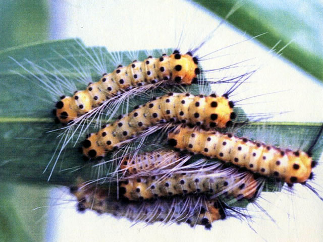 タケノホソクロバ幼虫