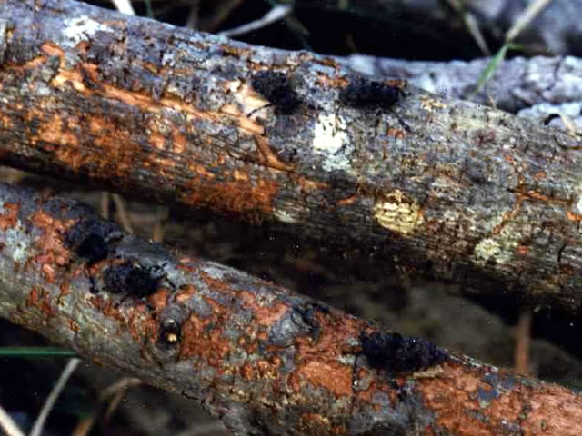 ほだ木を後食中のハラアカコブカミキリ成虫