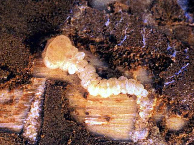 樹皮下のマスダクロホシタマムシ幼虫