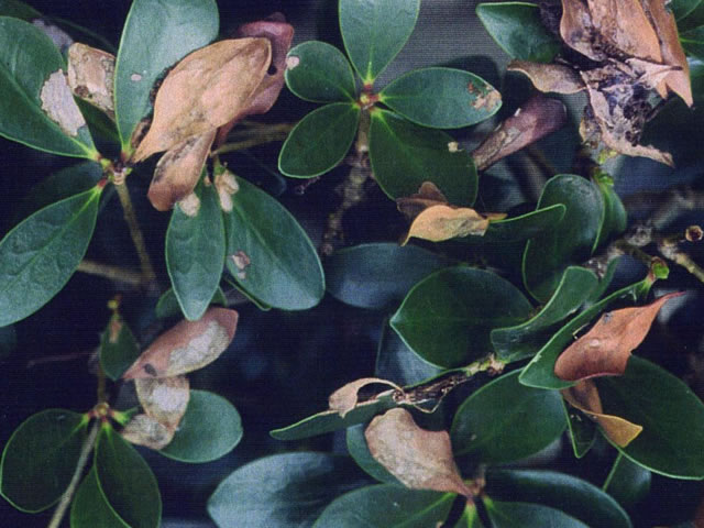 モッコクハマキの食害葉