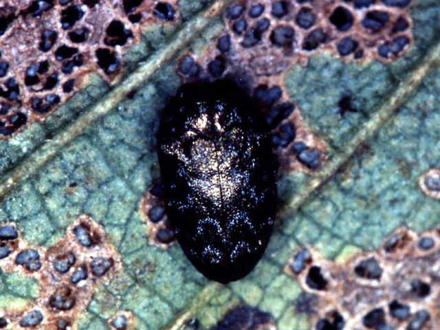 ケヤキの葉状のヤノナミガタチビタマムシ成虫