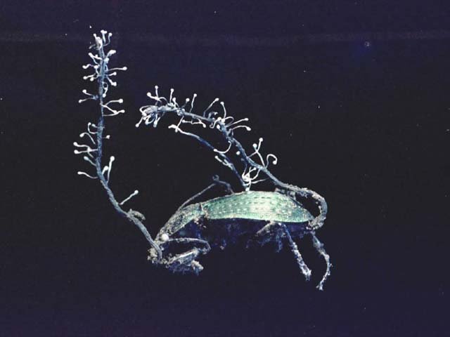 Tilachlidiopsis nigraに感染，死亡したアオオサムシ成虫