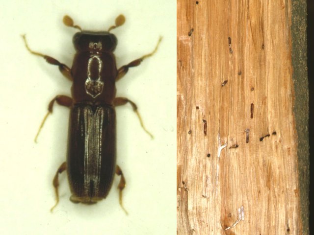 カシノナガキクイムシ雌成虫（左）と被害材断面（右）