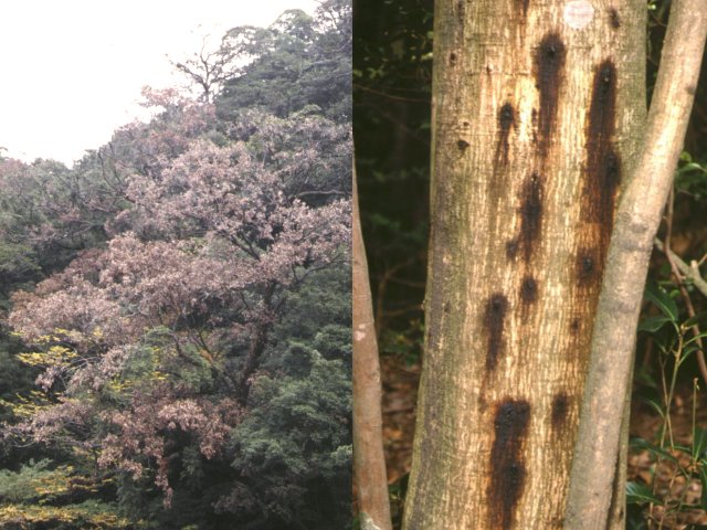 カシノナガキクイムシ被害木（左：枯損木，右：穿入孔からの樹脂流出）
