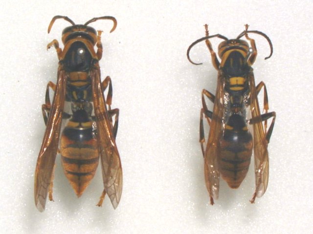 キアシナガ成虫（左雌，右雄）