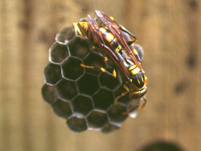 キアシナガバチ