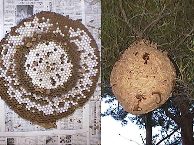 巣内部の巣盤の一つ（左），引越巣（右）