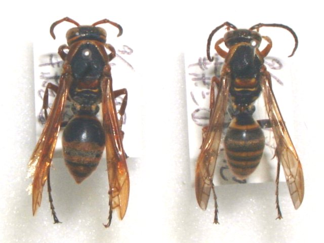 キボシアシナガ成虫（左雌，右雄）