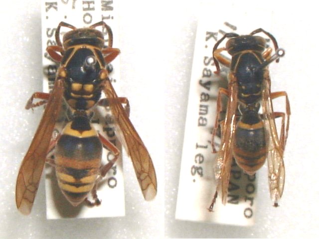 コアシナガ成虫（左雌，右雄）
