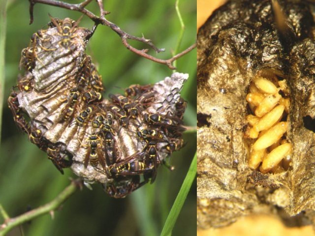 コアシナガバチ巣（左）と巣房内のハチノスヤドリコバチ（右）