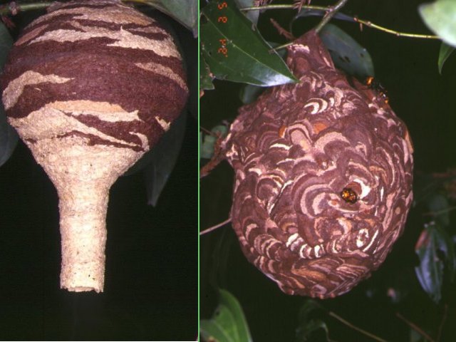 初期巣（左）ハチは円筒部分から出入りする，成熟巣（右）。創設間もない巣は<a href=