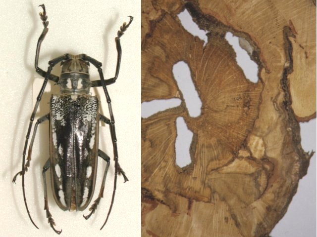 シロスジカミキリ雌成虫（左）と被害材断面（右）