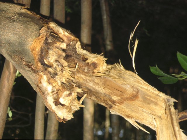シロスジカミキリの被害で折れた木