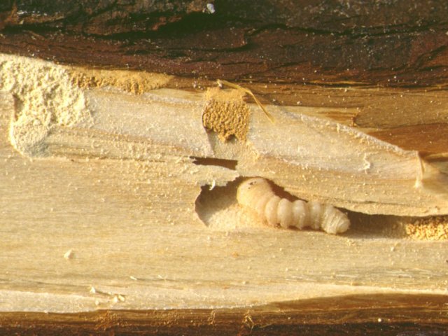 スギノアカネトラカミキリ幼虫
