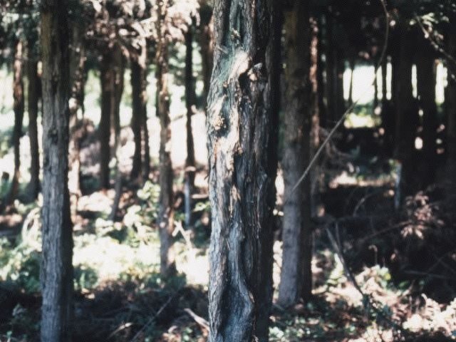 変形した樹幹