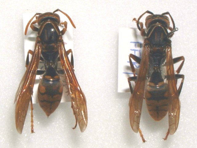 セグロアシナガ成虫（左雌，右雄）