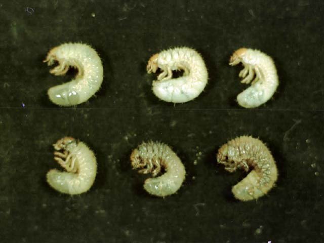 ポックスウイルスに感染したドウガネブイブイ幼虫（上段），下段は健全虫