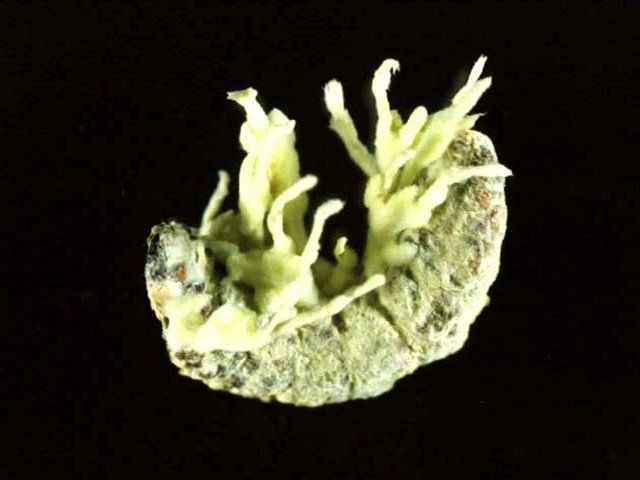 Beauveria amorphaに感染，死亡したマツノマダラカミキリ幼虫。